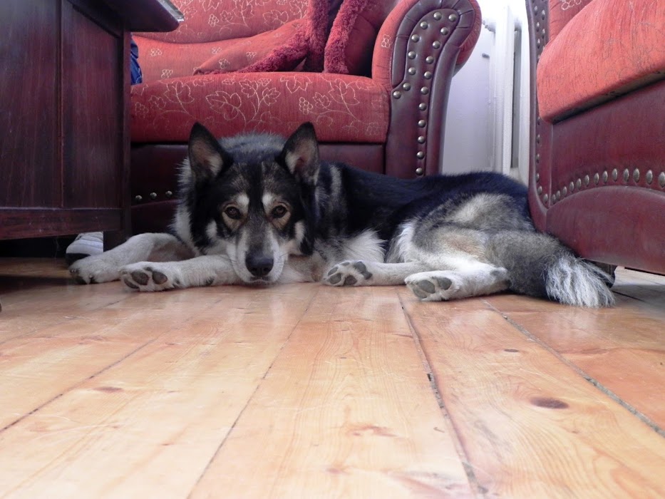 Hubba Hubba Pets Dog Hotel
