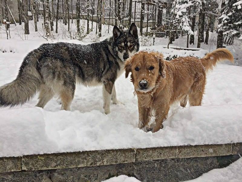 Hubba Hubba Pets Dog Hotel