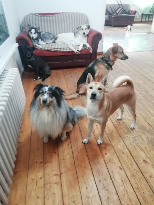 Hubba Hubba Pets Dog Hotel