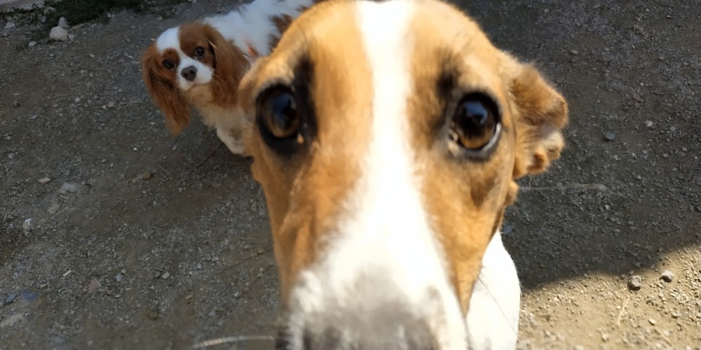 Hotel for Dogs - Trifonov Land