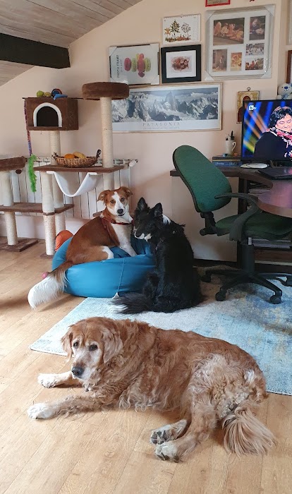 Grijovnici Pet Hotel