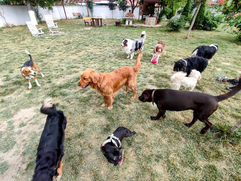 Instinct Dog Hotel