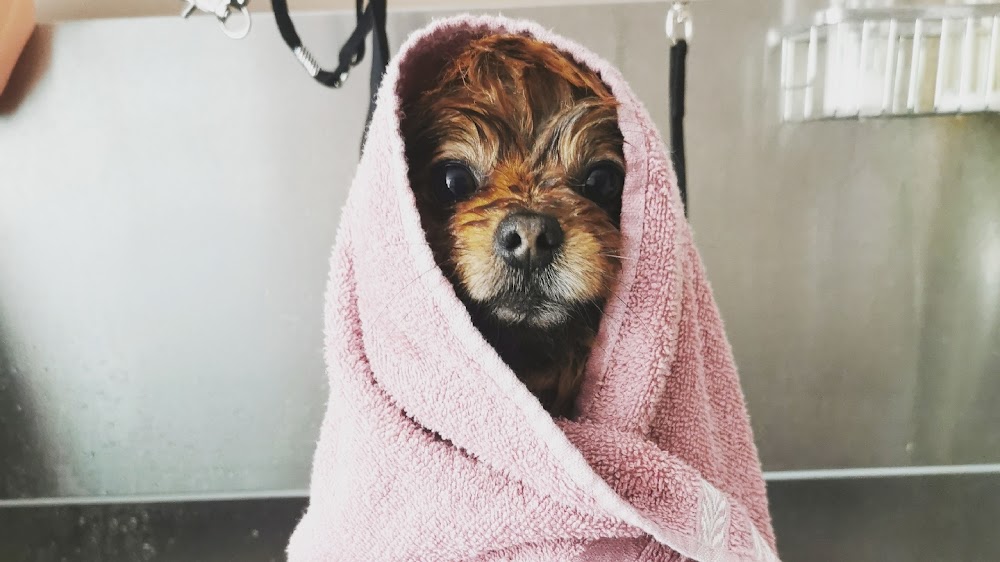 Puppy Bubbles Hotel & Grooming