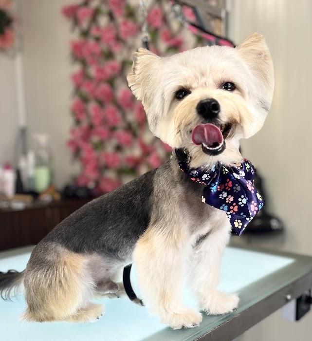 Puppy Bubbles Hotel & Grooming