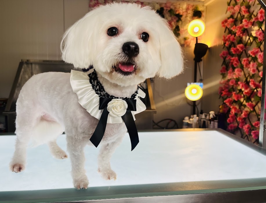 Puppy Bubbles Hotel & Grooming