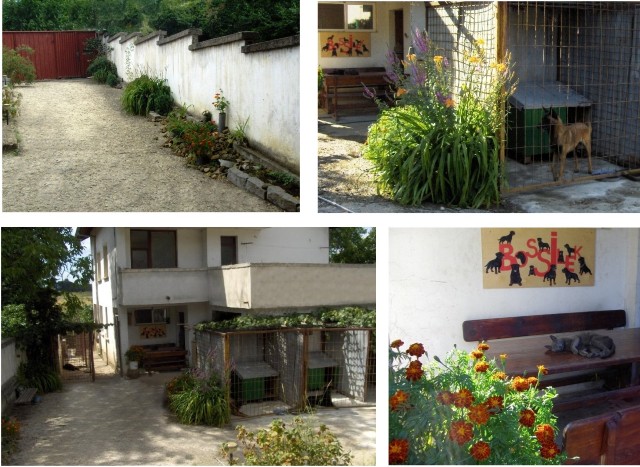 Hotel and a school for dogs "BOSSILEK"