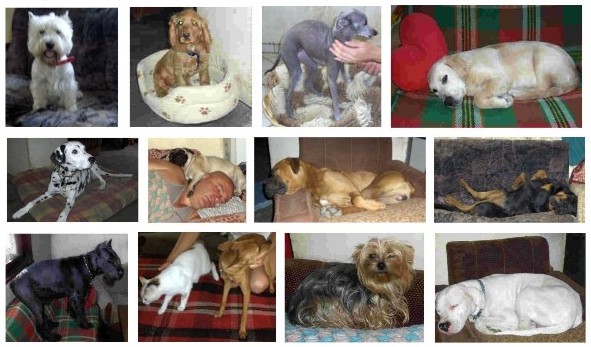 Hotel and a school for dogs "BOSSILEK"