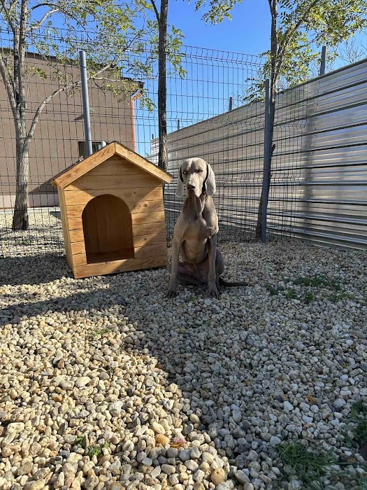 Dog & Cat Hotel Vicky