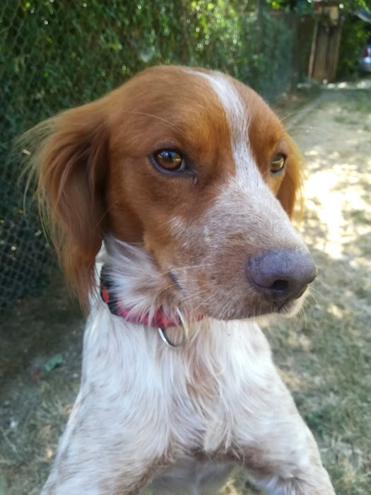 Hotel for Dogs "APIS"