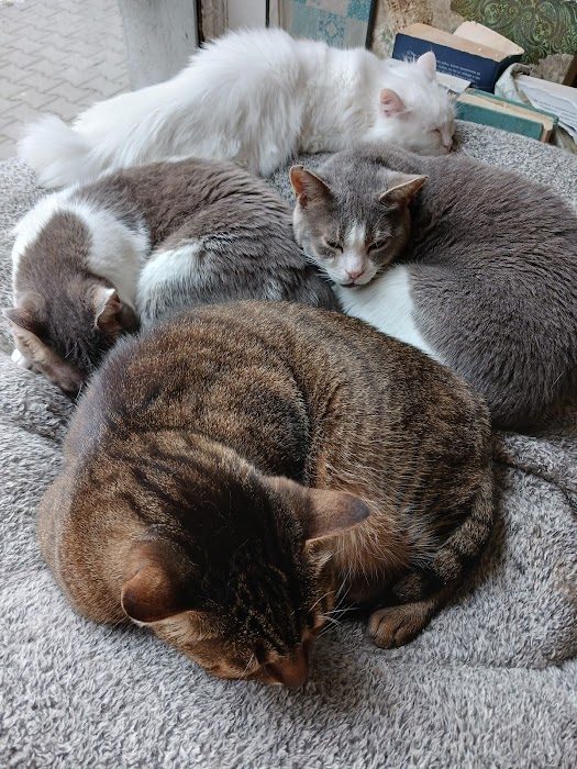 Bez Bar CAT Hotel - Cat's Home
