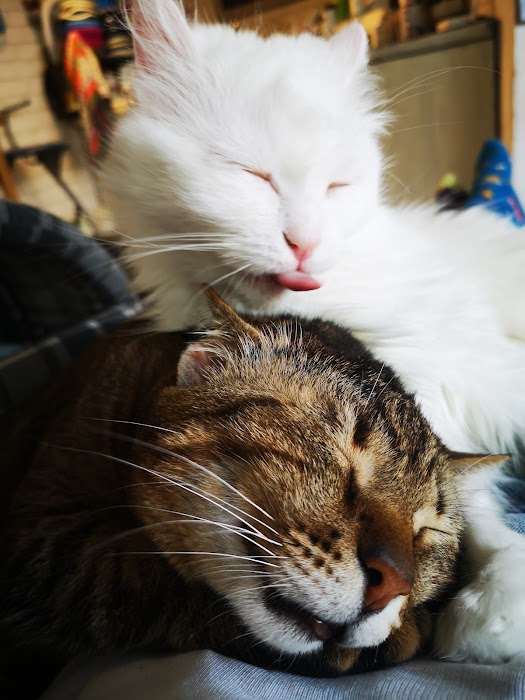 Bez Bar CAT Hotel - Cat's Home