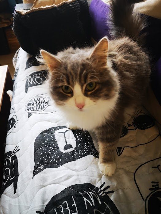 Bez Bar CAT Hotel - Cat's Home