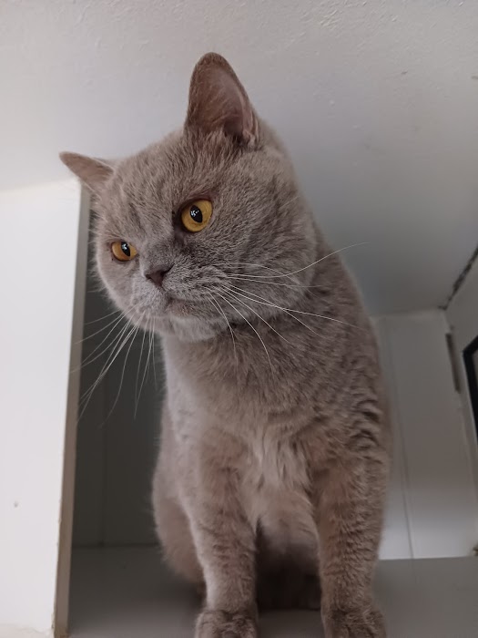 Bez Bar CAT Hotel - Cat's Home