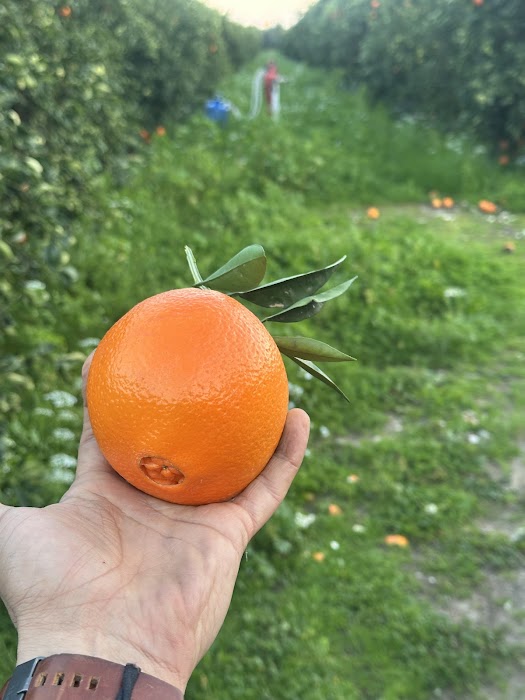fruit Correct