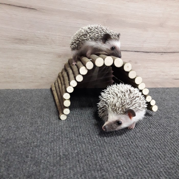 Pet Shop Animal