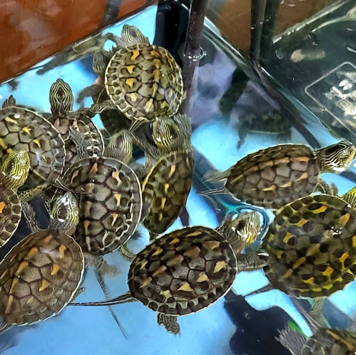 Pet Shop Animal