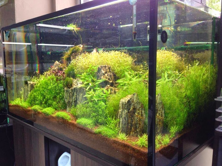 Aquarium BG