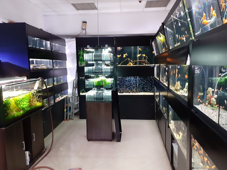 Aquarium BG