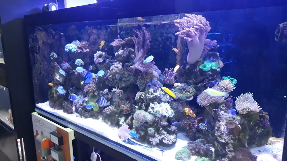 Aquarium BG